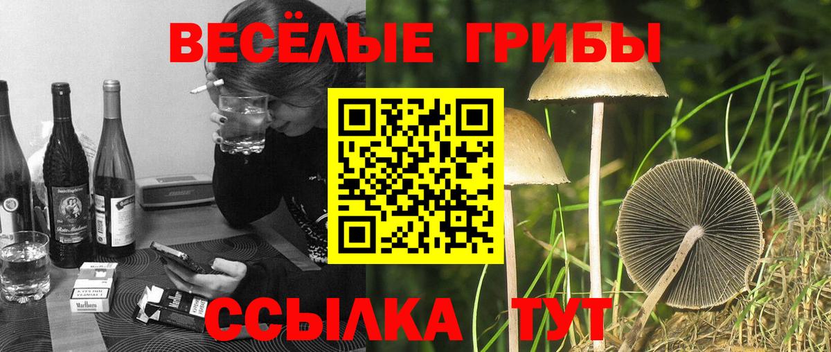 Галлюциногенные грибы Cubensis Абинск